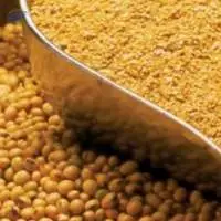 Soybean Meal
