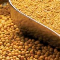 Corn Gluten Meal