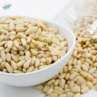 Pine Nuts For Sale