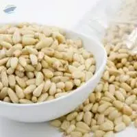Pine Nuts For Sale