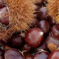 Chestnuts For Sale