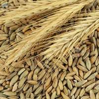 Rye Grains