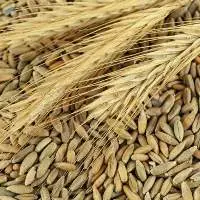 Rye Grains