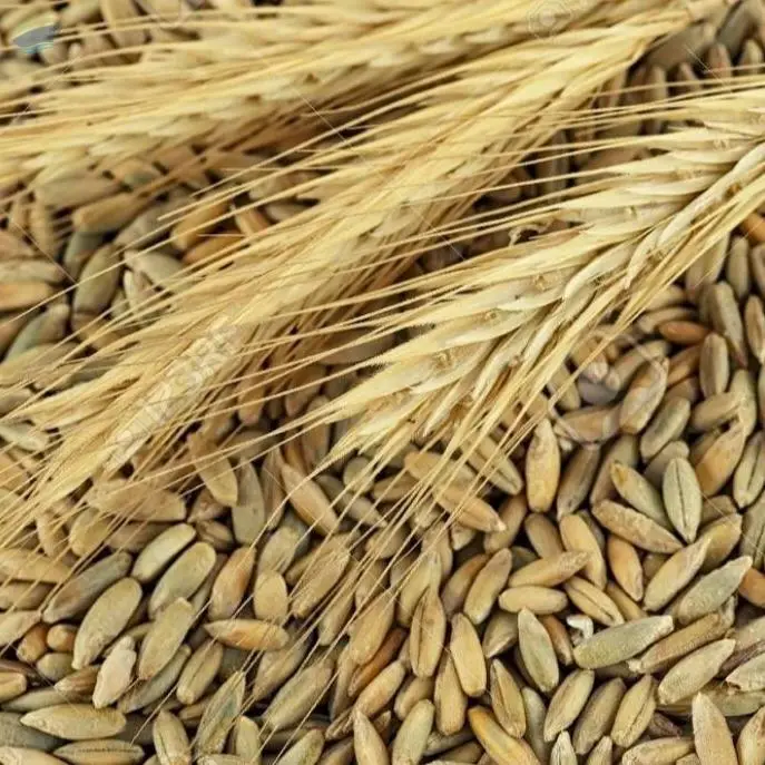 Rye Grains