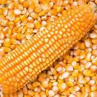 Yellow Maize Corn