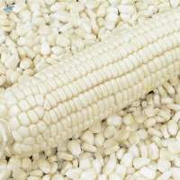 White Maize Corn