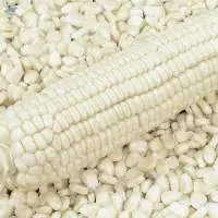 White Maize Corn