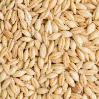 Barley