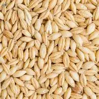 Barley