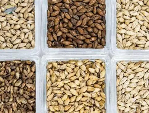 Barley Malt