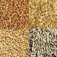 Oats Barley