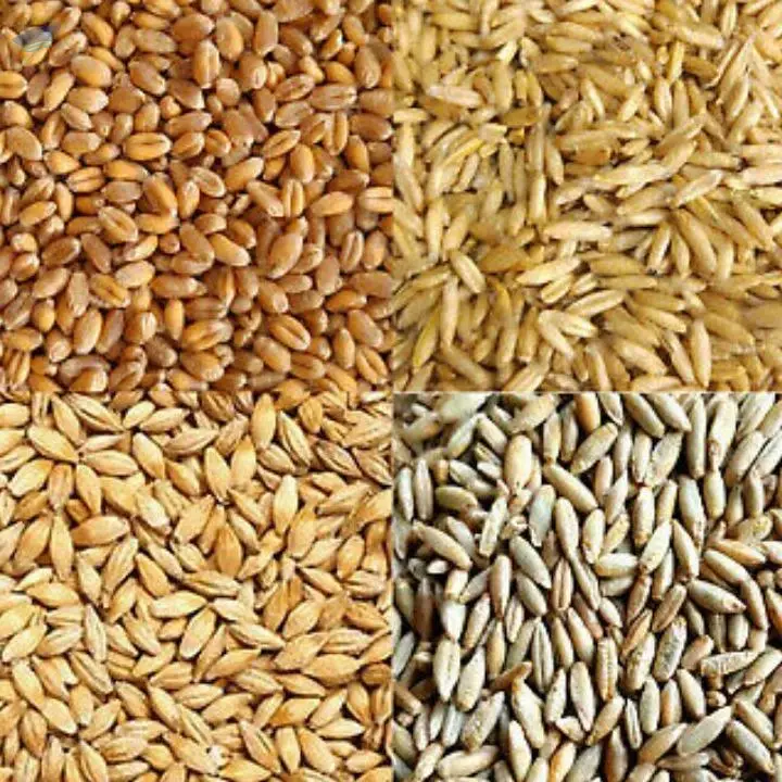 Oats Barley