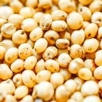 Quinoa Grain