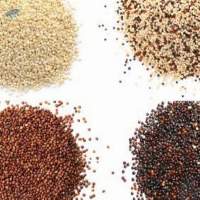Quinoa