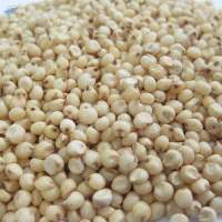 Sorghum Seeds