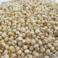 Sorghum Seeds