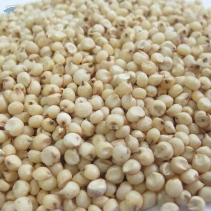 Sorghum Seeds