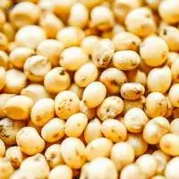 Sorghum Grain