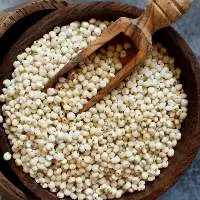 Sorghum