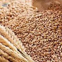 Wheat