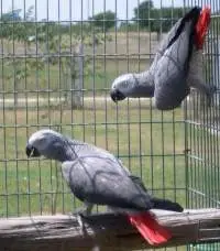African Grey Parrots