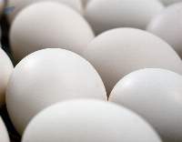 Fertilized Turkey Hatching Eggs