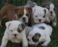 English Bulldog Puppies