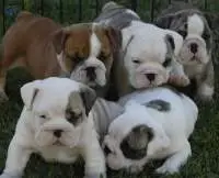 English Bulldog Puppies