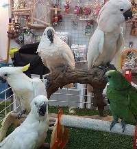 Cockatoo Parrots Birds