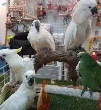 Cockatoo Parrots Birds