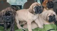 English Mastiff Puppies