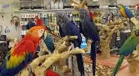 Macaws Parrots