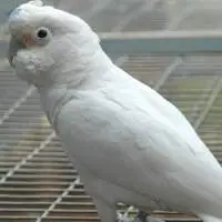 Goffin Cockatoo Parrots Birds For Sale