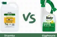 Dicamba 