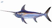 Frozen Sword Fish