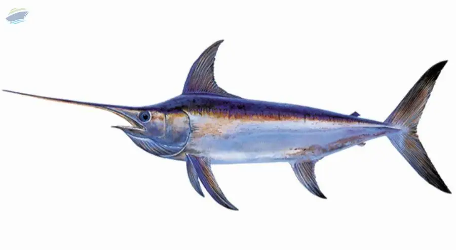 Frozen Sword Fish