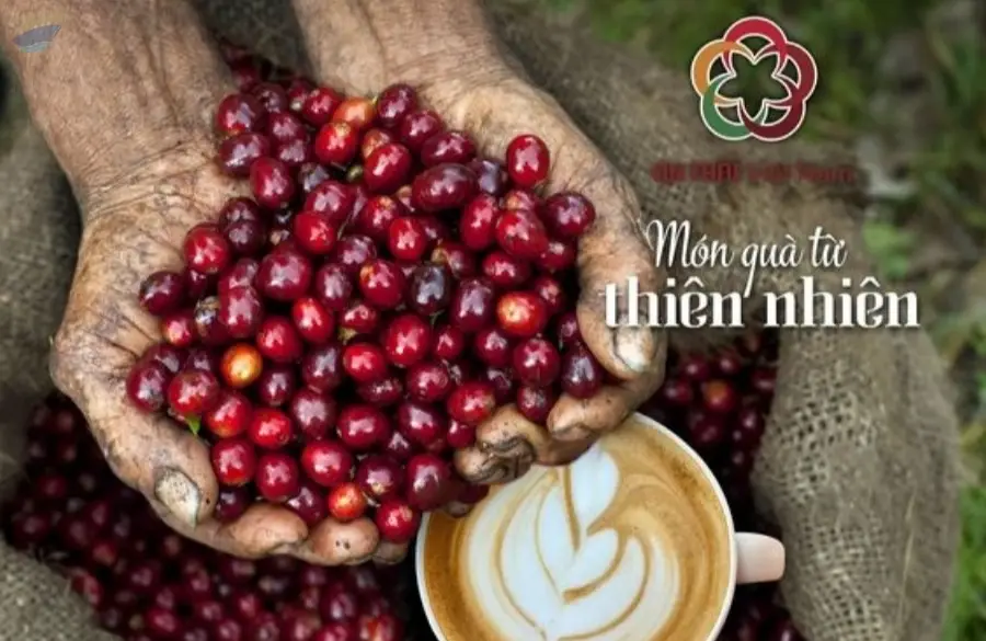Premium Roasted Coffee Beans From Viet Nam