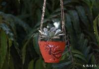 Terracotta Hanging Planter - Cozzie Mozzie
