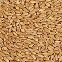 Wheat Grain