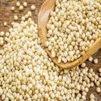 Sorghum Grain