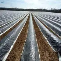 Mulching Film / Paper