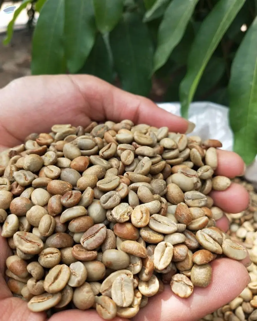 Arabica Green Coffee Bean Grade 1
