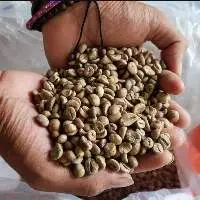 Robusta Green Coffee Low Grade / High Deffect