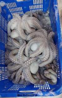 Frozen / Fresh Octopus