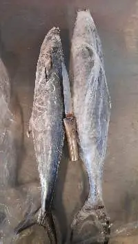 Mackerel