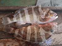 Grouper