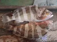 Grouper