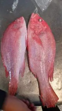 Snapper