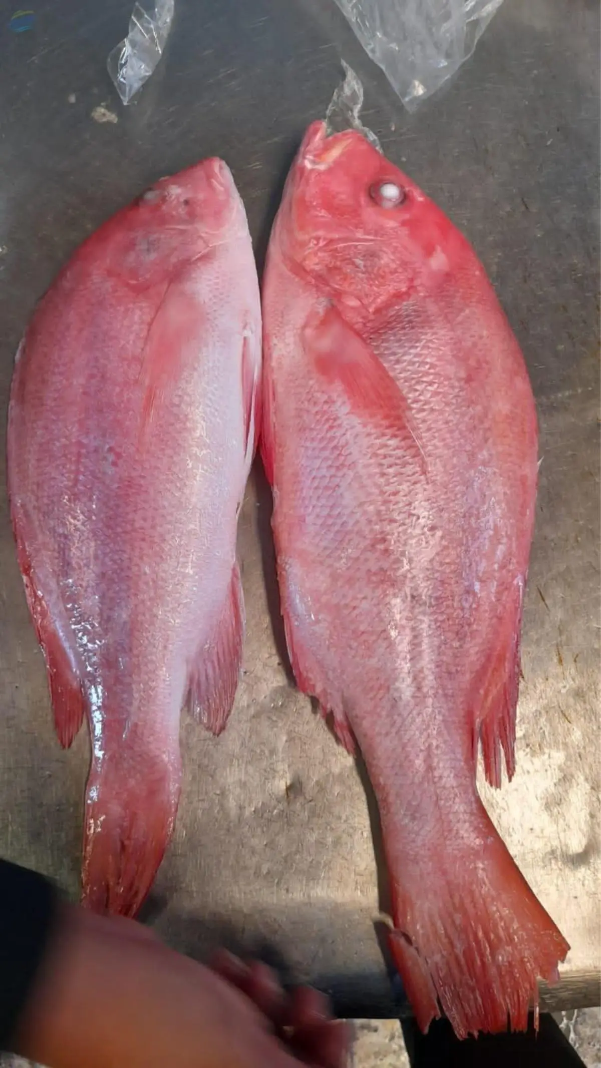 Snapper