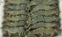 Tiger Prawn / Shrimp